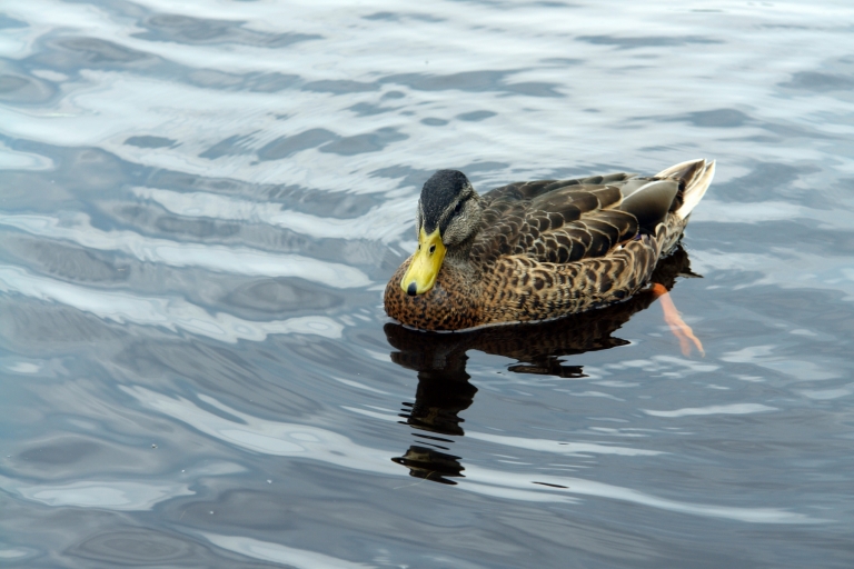 Mallard