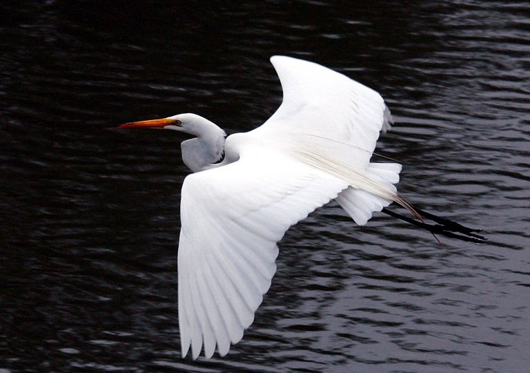 White egret