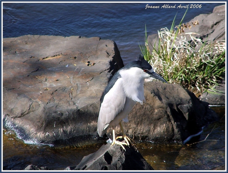     Black-crowned Night Heron