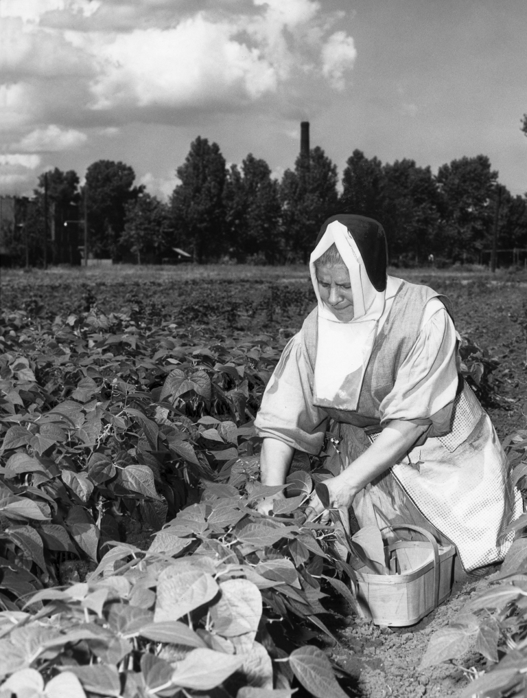 Soeur Alma Lacroix picking beans 